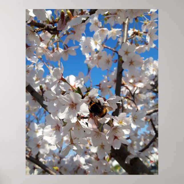 Póster Bumblebee on wild cherry bloom (Frente)