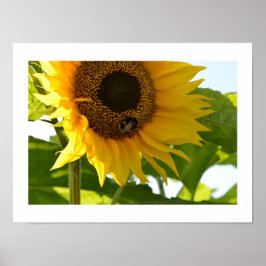 Póster Bumblebee y girasol