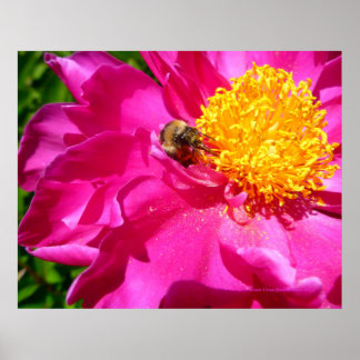 Póster Bumblebee y Peony