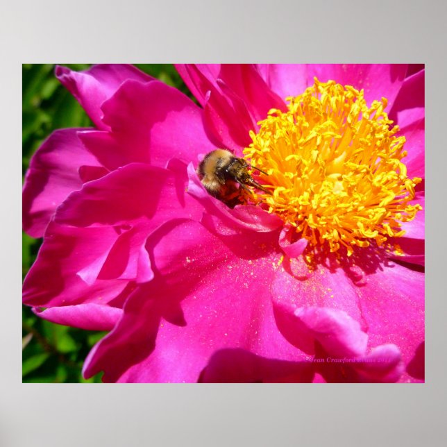 Póster Bumblebee y Peony (Frente)