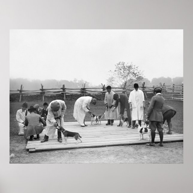 Póster Bunch of Beagles, 1914 (Frente)