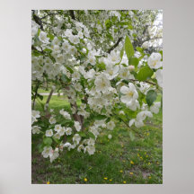 Bunches de flores