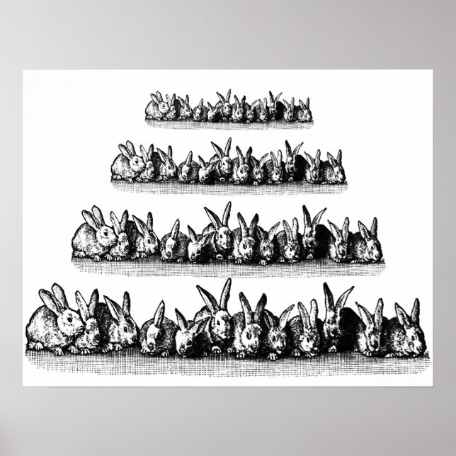 Póster Bunnies (Frente)