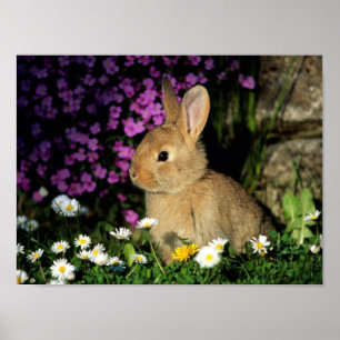 PÓSTER BUNNY