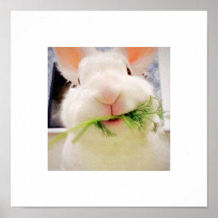 Póster Bunny Munching Poster