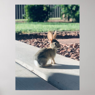 Póster bunny rabbit photo Easter spring
