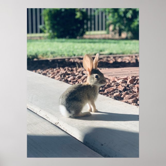 Póster bunny rabbit photo Easter spring (Frente)