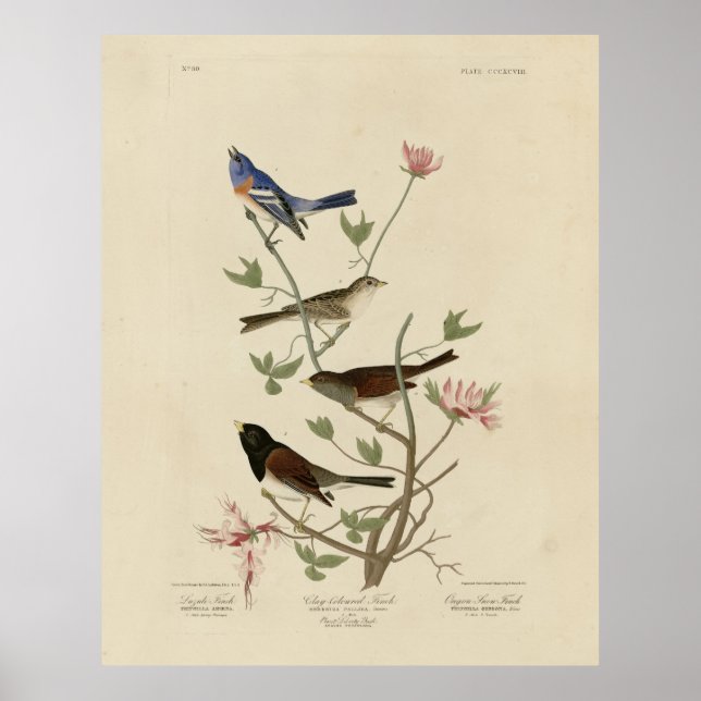 Póster Bunting, Sparrow, Junco, (finches) los pájaros de  (Frente)