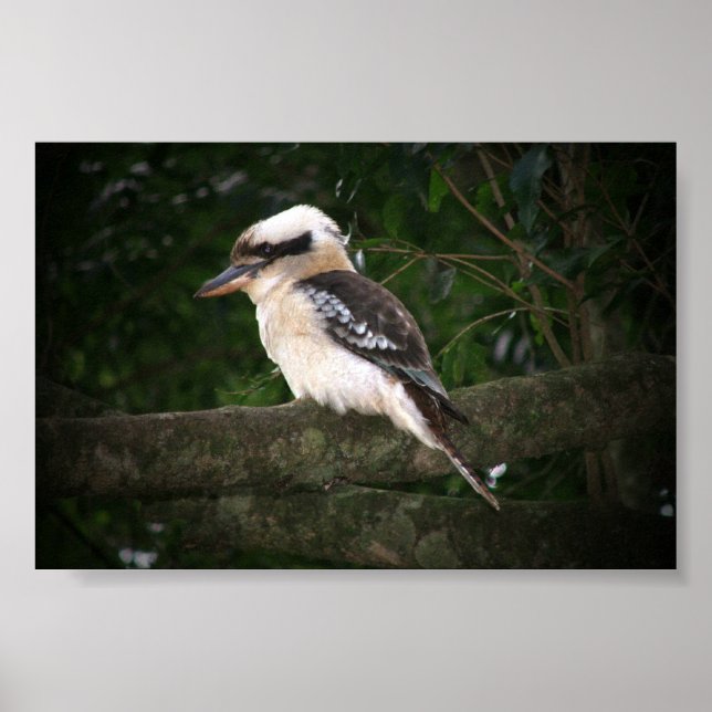 Póster Bunya Mountains Kookaburra (Frente)