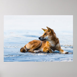 Póster Buque Dingo en la playa, Isla Fraser Australia