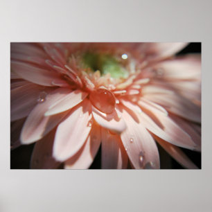 Póster Burbujas rosadas