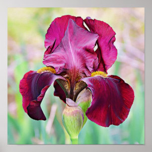 Póster Burgundy Magenta Poster de flor de iris rosa