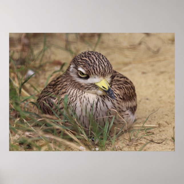 Póster Burhinus oedicnemus (Frente)