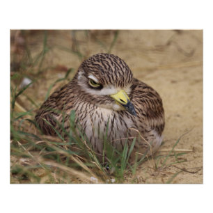 Póster Burhinus oedicnemus