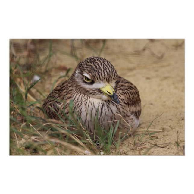 Póster Burhinus oedicnemus (Anverso)