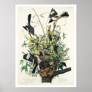 Póster Burlándose del pájaro por Poster Audubon
