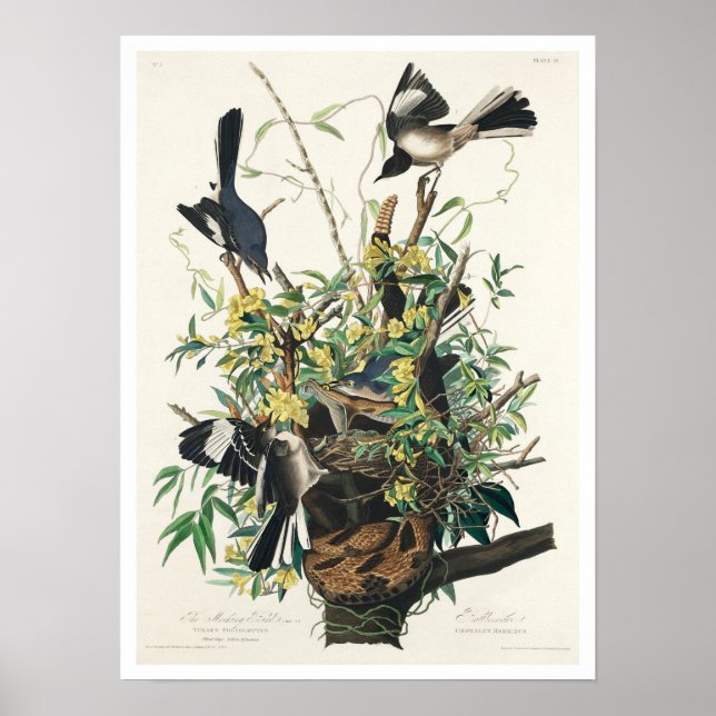 Póster Burlándose del pájaro por Poster Audubon (Frente)
