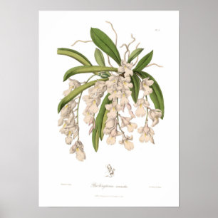 Póster Burlingtonia venusta