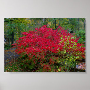 Póster Burning Bush
