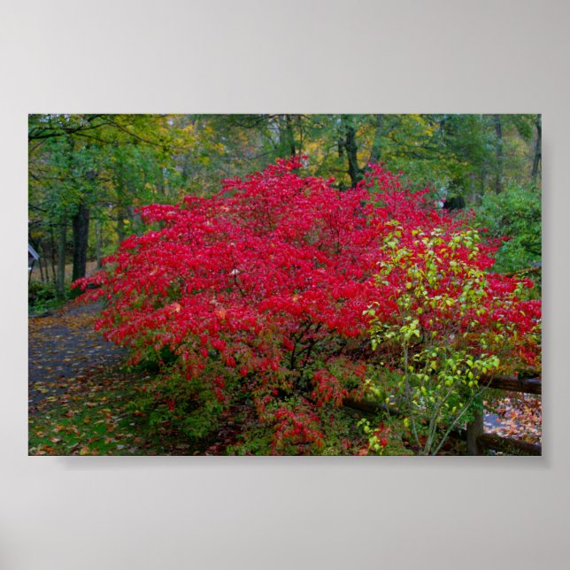 Póster Burning Bush (Frente)