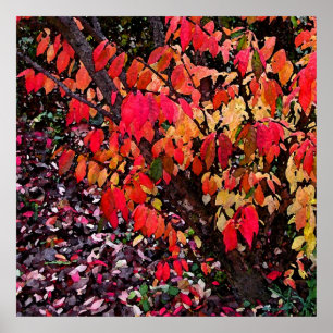Póster Burning Bush Abstract