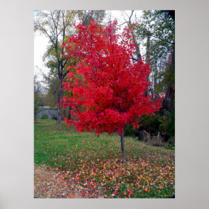 Póster Burning Bush Poster