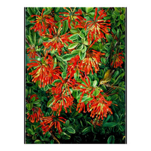 Póster Burning Bush y Emu Wren de Chile, arte fino,