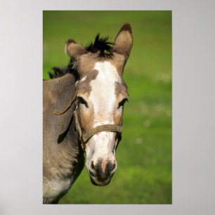 Póster Burro