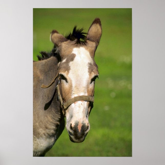 Póster Burro (Frente)
