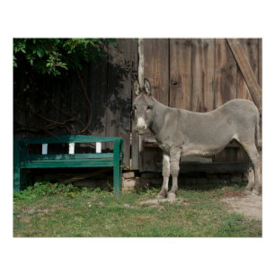 Póster Burro Adorable Al Lado De Un Baño Verde De Madera