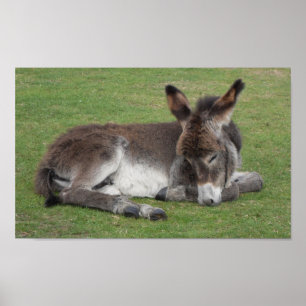 Póster Burro de chocolate lindo bebé folios durmiendo