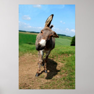 Póster Burro divertido