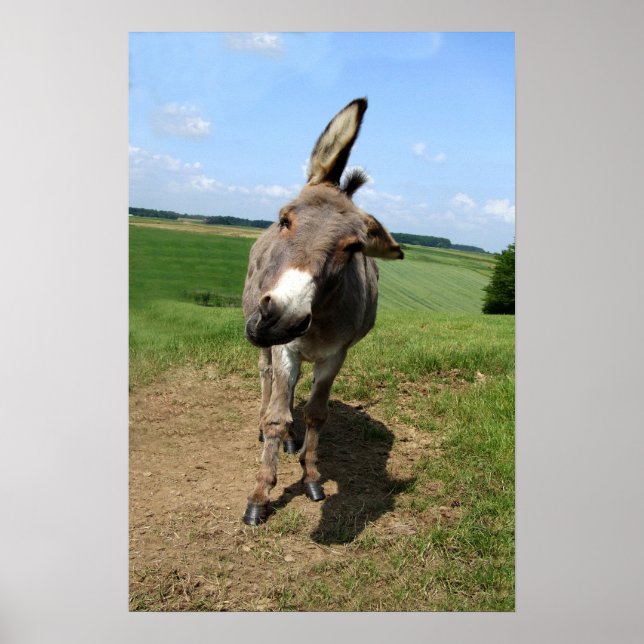 Póster Burro divertido (Frente)