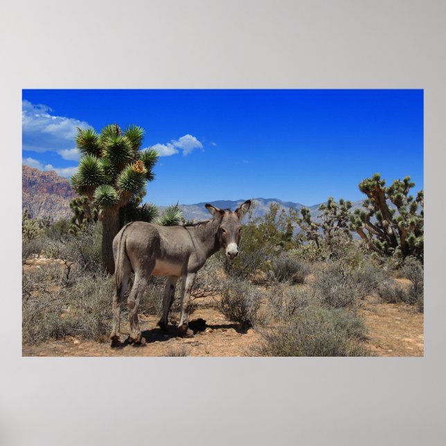 Póster Burro en el desierto en Las Vegas, NV (Frente)