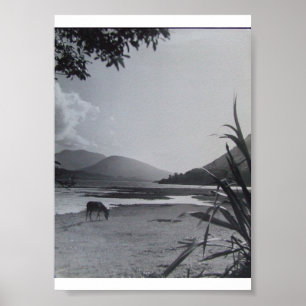 Póster Burro en la costa, años 60 Isla de Achill Irlanda