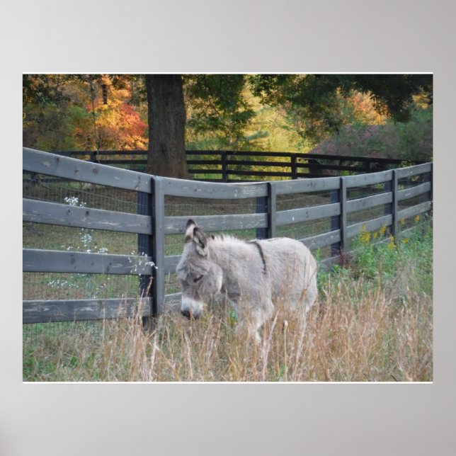 Póster Burro en una postal de campo de otoño (Frente)