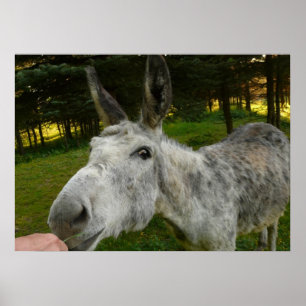 Póster Burro Lindo Mula Granja Animal País Destino