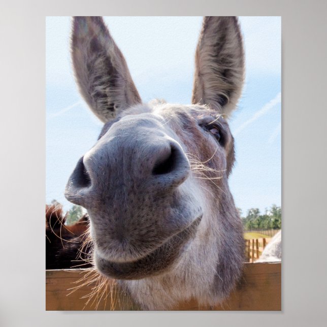 Póster Burro sonriente (Frente)