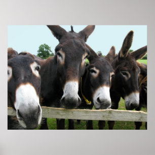 Póster ¡Burros!