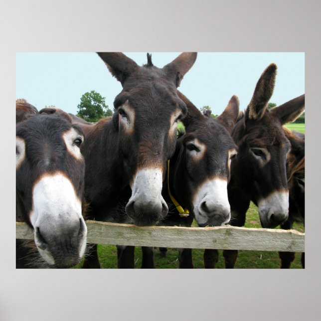 Póster ¡Burros! (Frente)