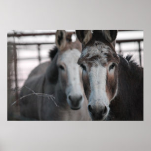 Póster Burros