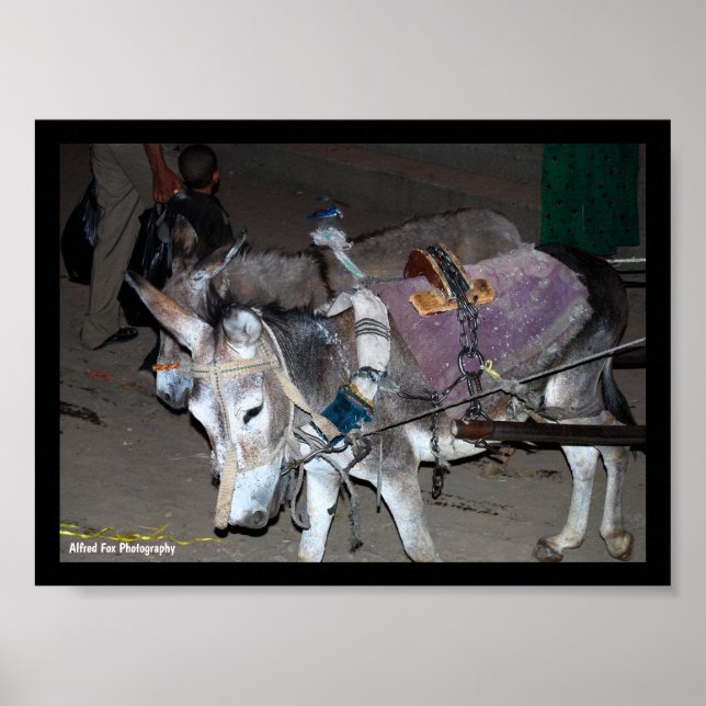 Póster Burros de Luxor (Frente)