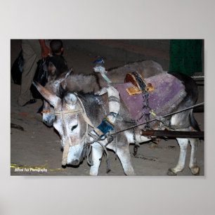 Póster Burros de Luxor
