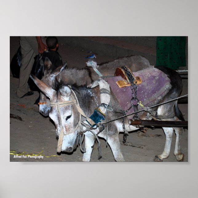 Póster Burros de Luxor (Frente)