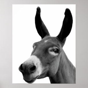 Póster Burros negros y blancos graciosos foto de un anima
