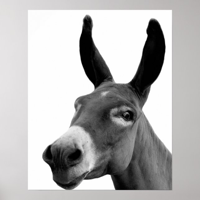 Póster Burros negros y blancos graciosos foto de un anima (Frente)
