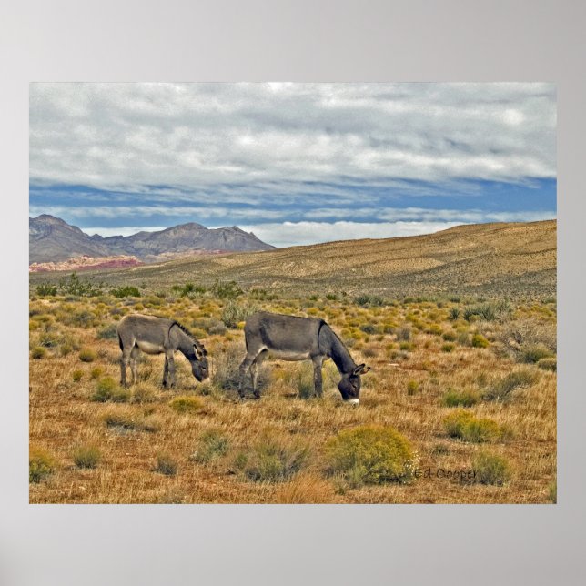 Póster Burros salvajes del Cañón del Rock Rojo (Frente)