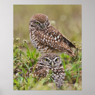 Póster Burrowing Owl, Athene cunicularia, Cape Coral,