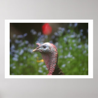 Póster Buscando a Tom