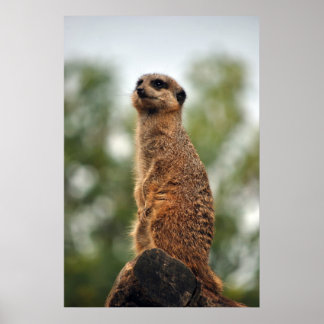 Póster Buscando amor